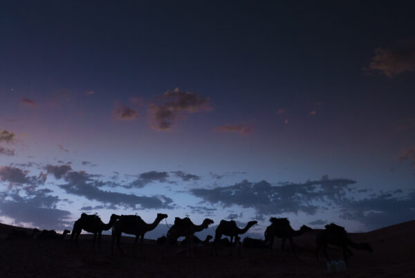 Sahara 2